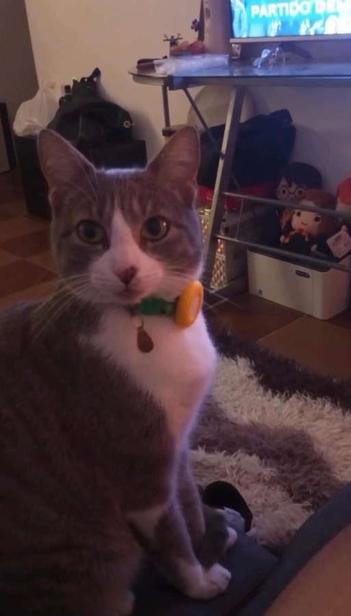 Bonita