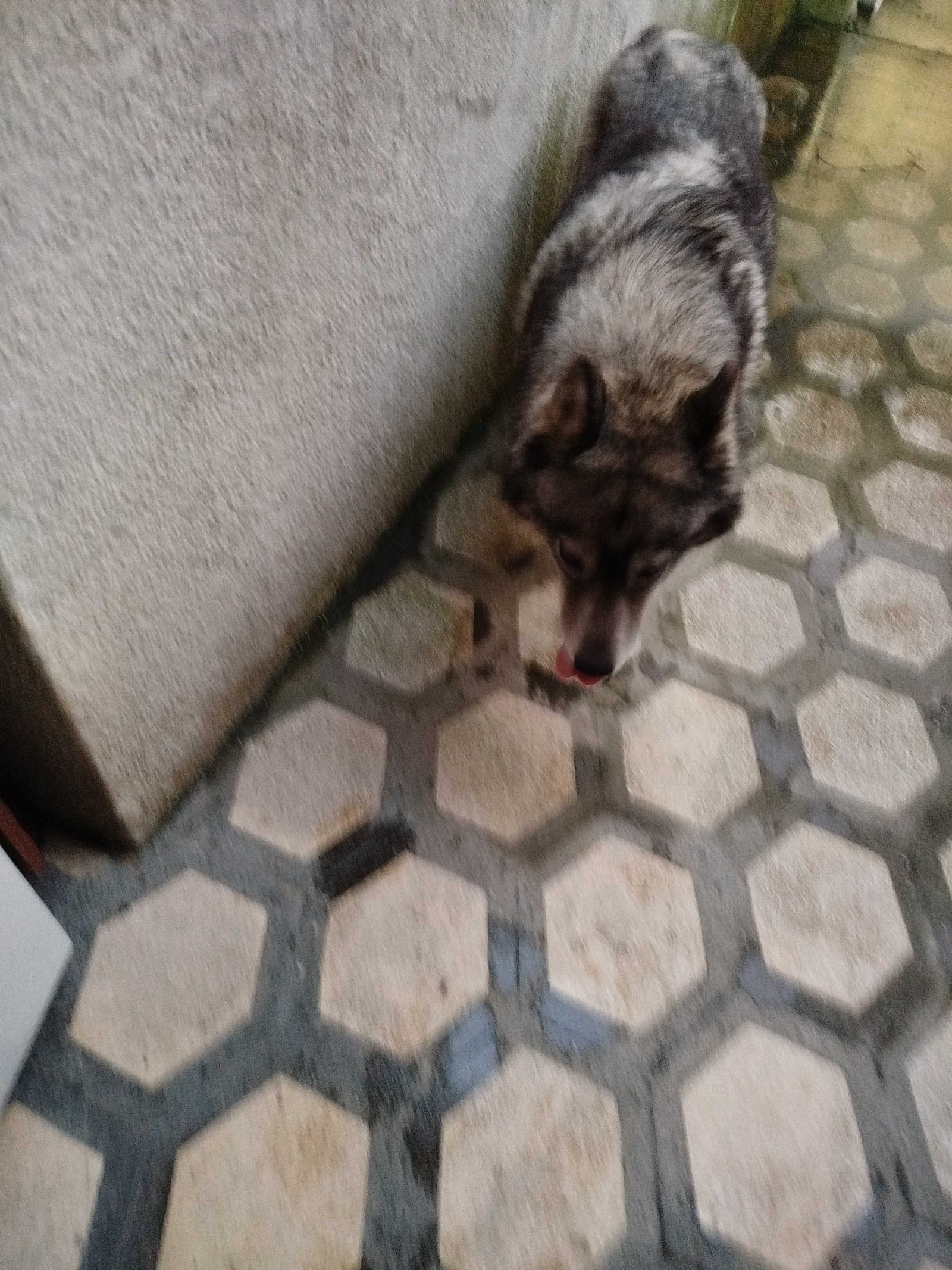 Perro