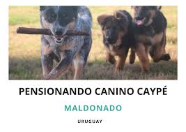 Pensionado Canino Caype