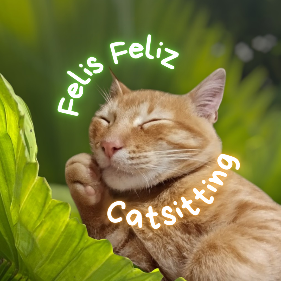 Felis feliz catsitting