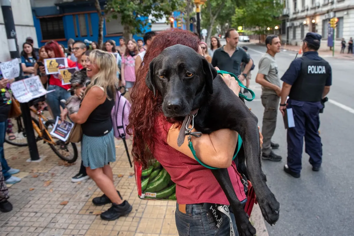 Maltrato animal y violencia de género: “Un factor de riesgo alto”