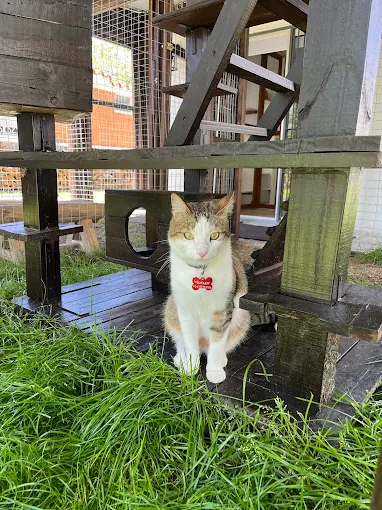 Felini Hotel para Gatos