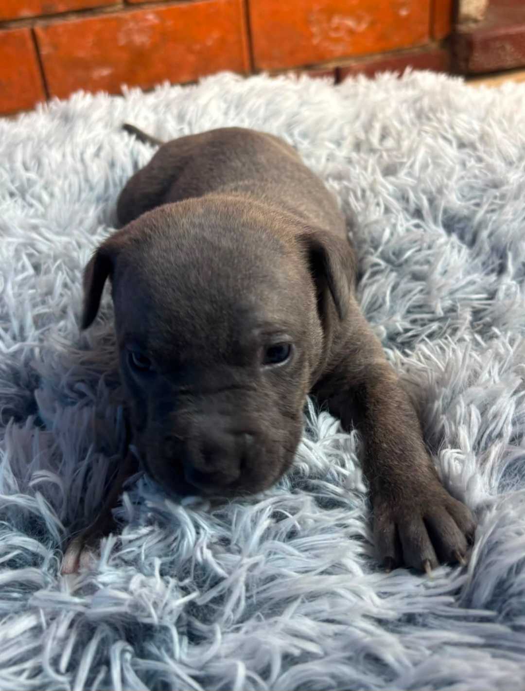 Cachorros en adopción