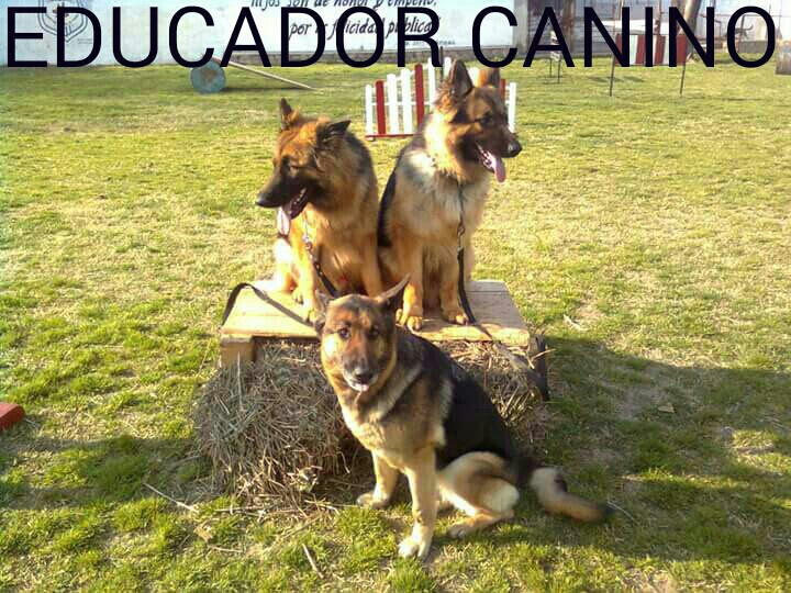 Gabriel Suárez Educador canino
