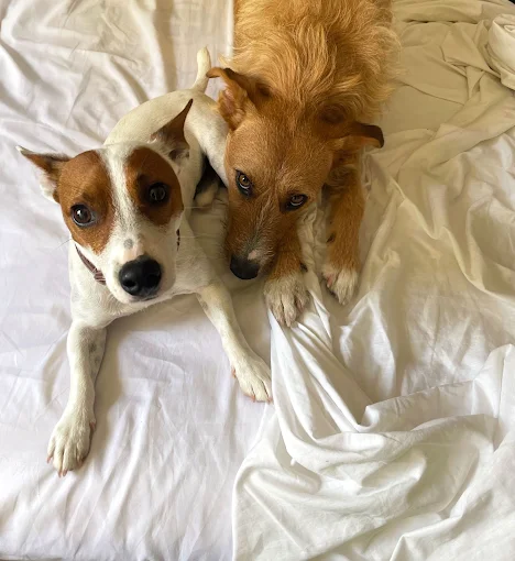 Hogar Peludo
