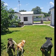 Hotel los Mimosos Pensinado para Perros