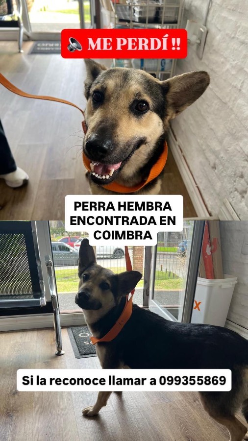 Perra
