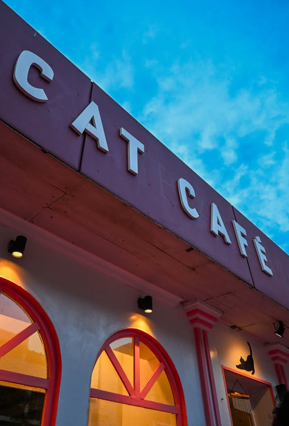 Adrianuzca's cat café