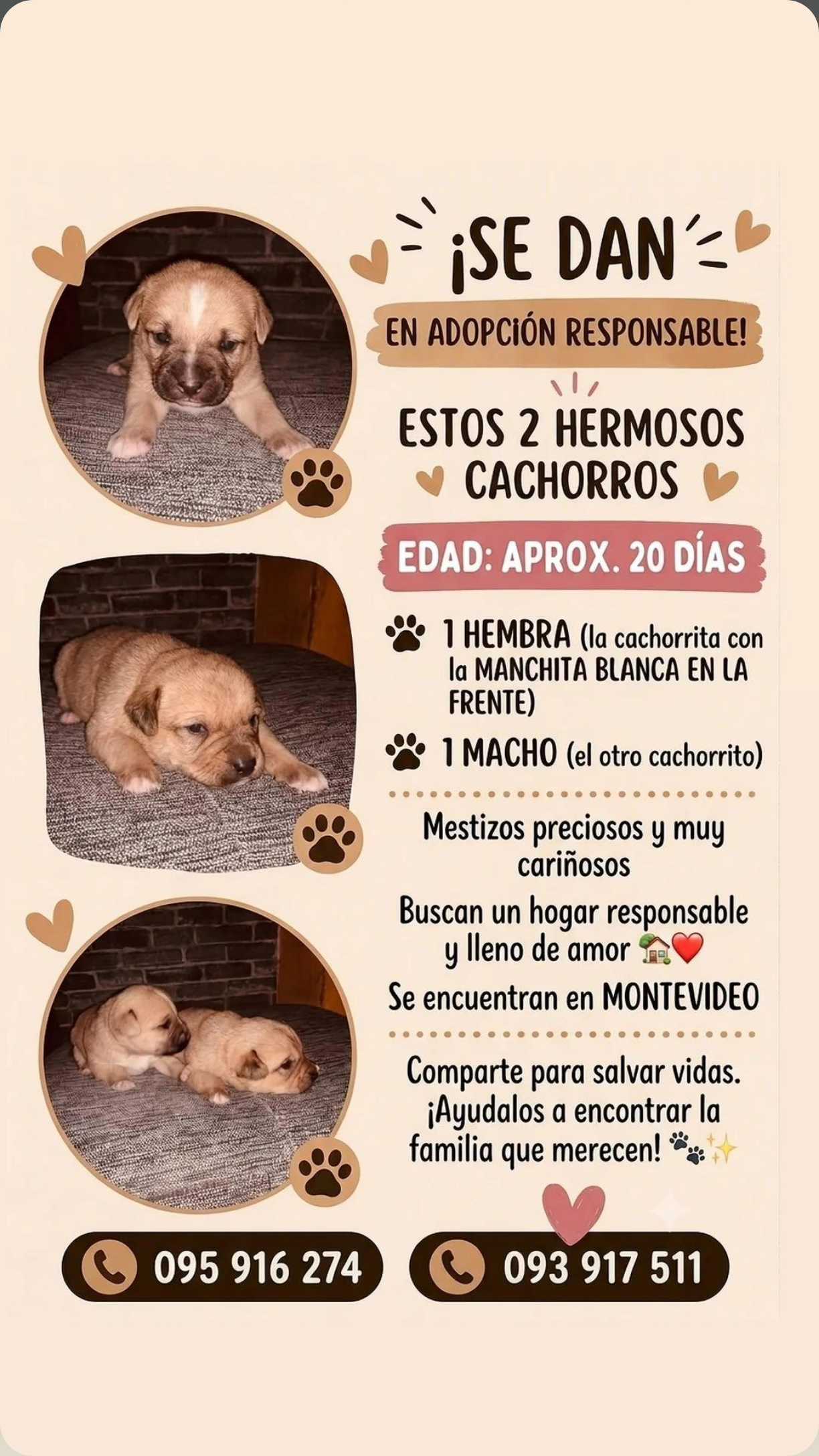 2 Cachorros en adopción