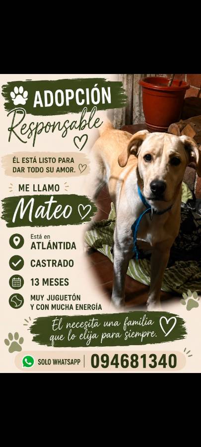 Mateo