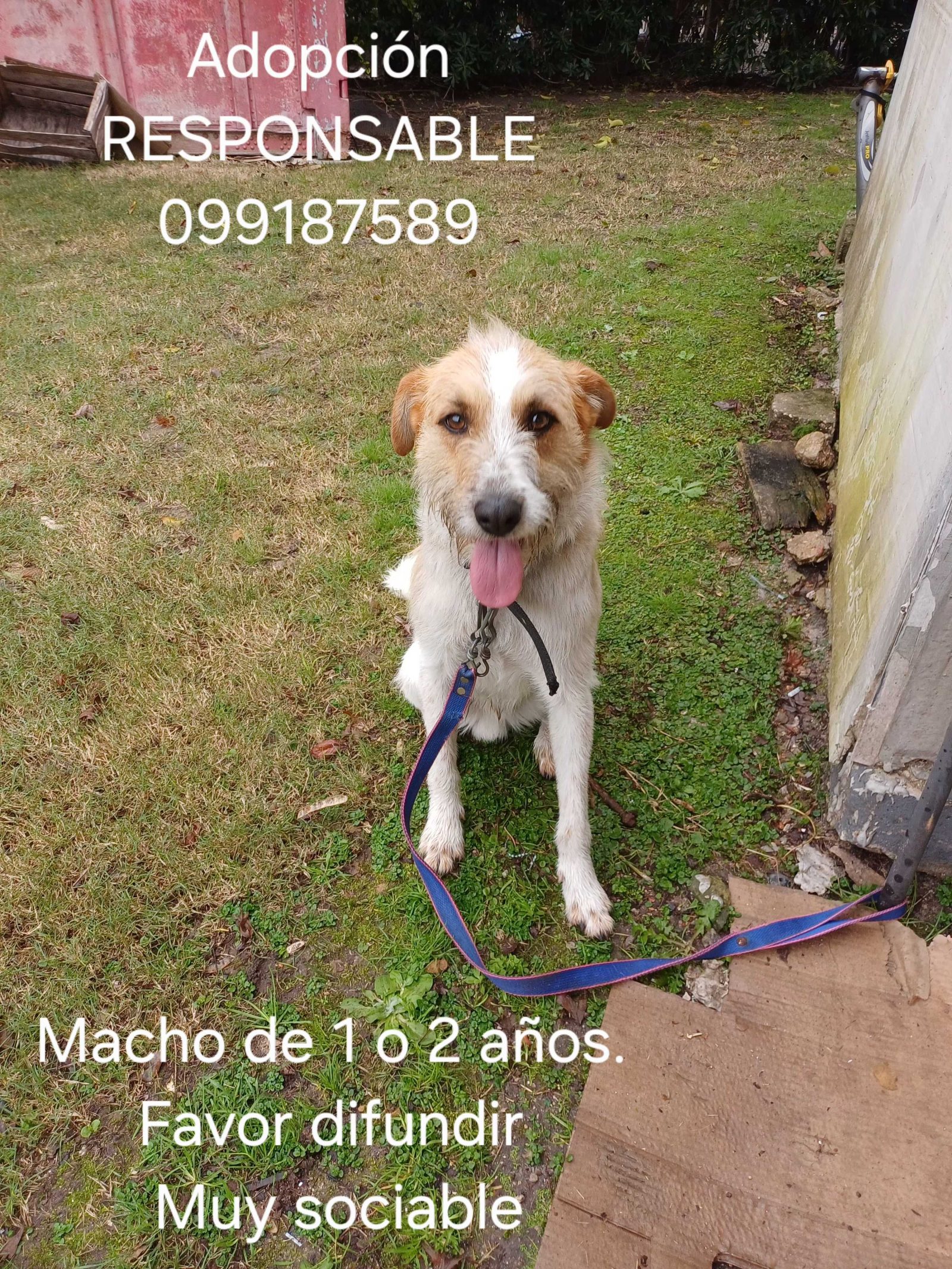 Perro