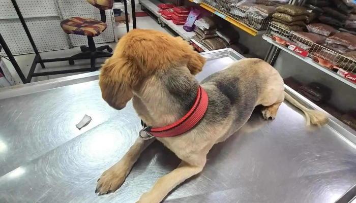 Veterinaria Padda