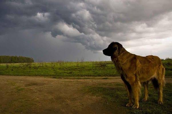 Cómo proteger a tu perro durante una tormenta
