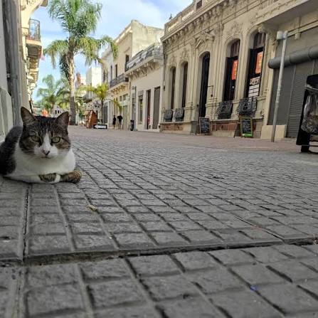 Del Puerto Veterinaria