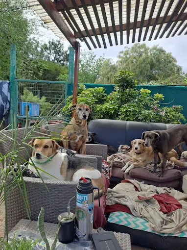 Hotel Animals Home