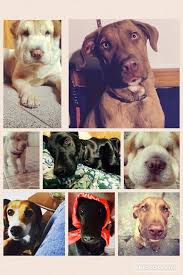 Guarderia Canina Melo
