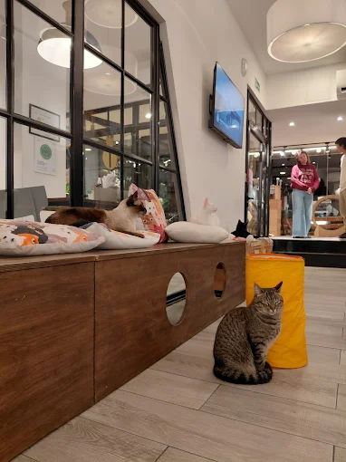 Cafelino Café & Adoption Center