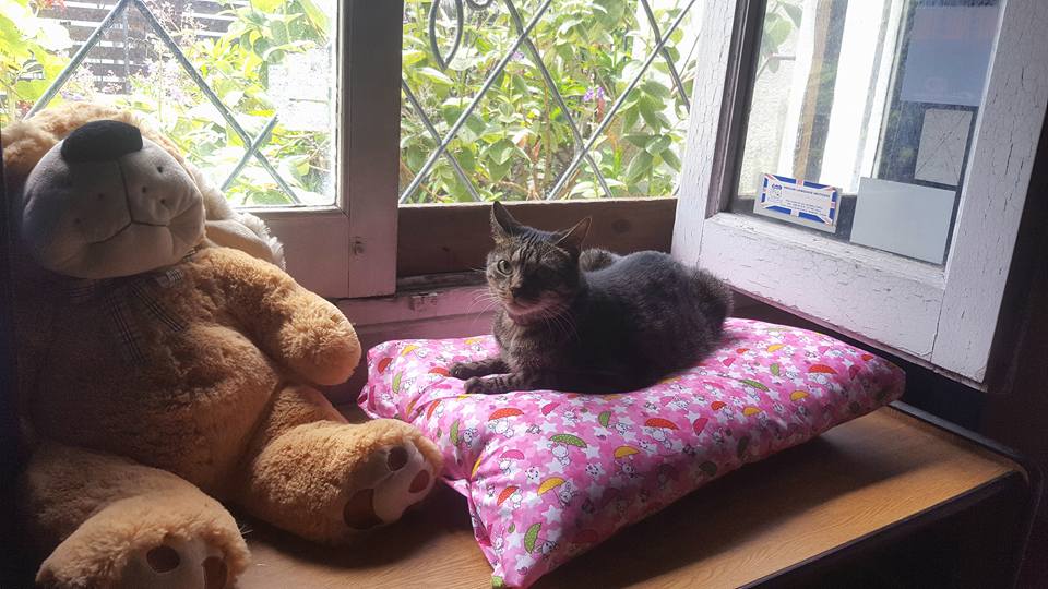 Hotel para Gatos Purritos