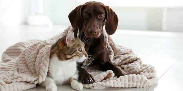 Como proteger a perros y gatos del frío