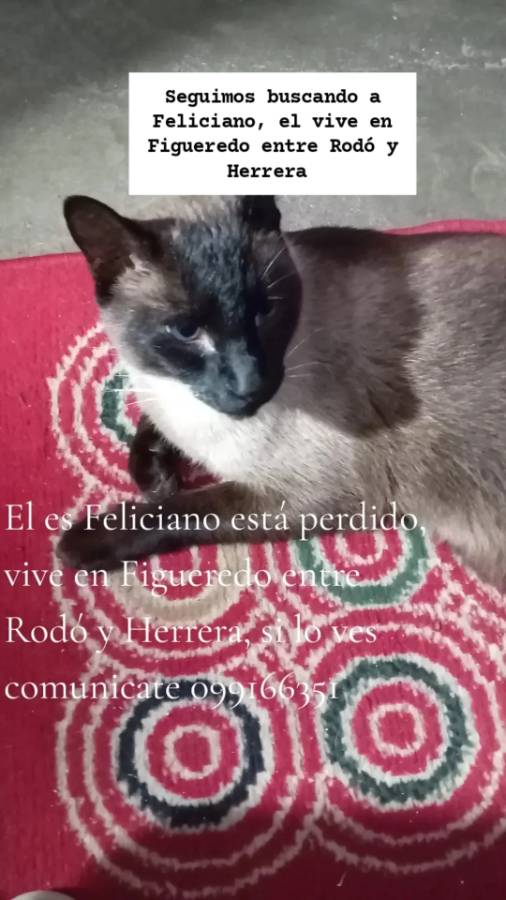 Feliciano