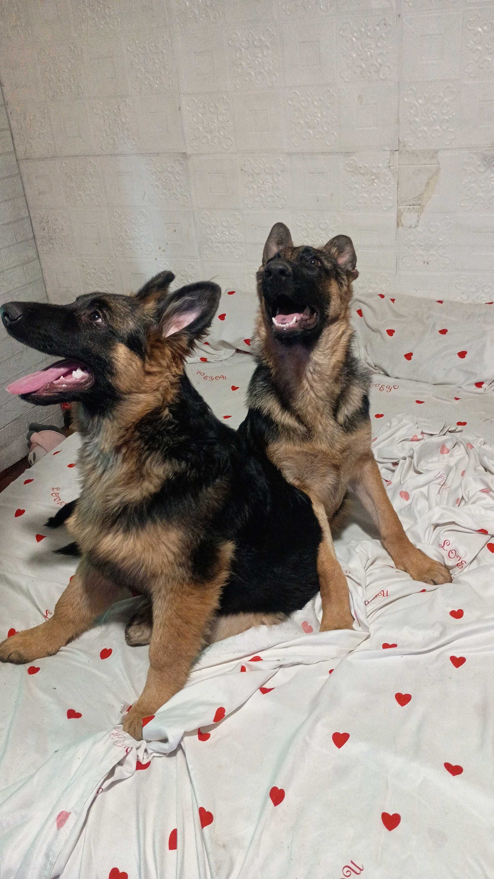 Thor & Atenea