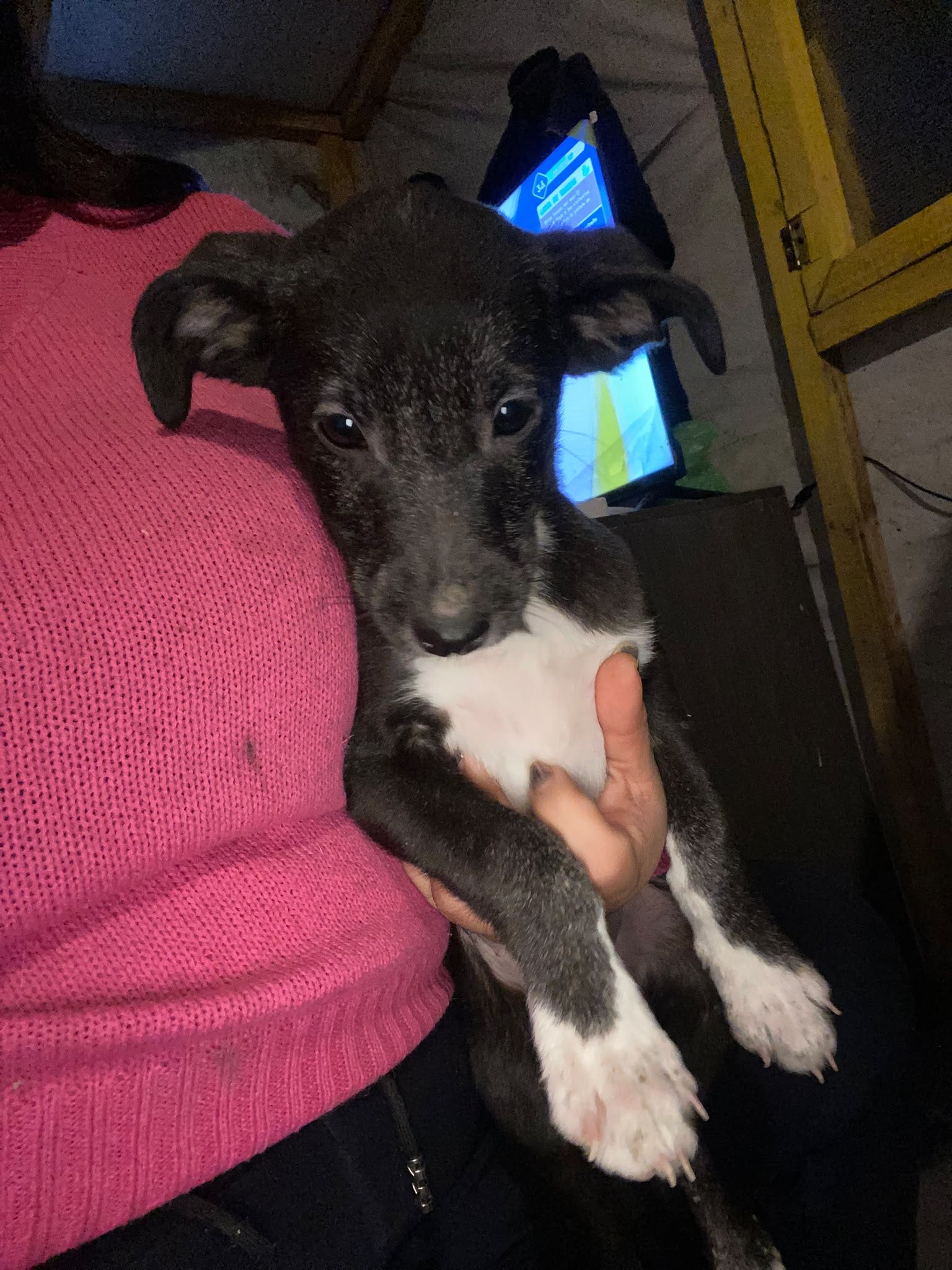 Perro