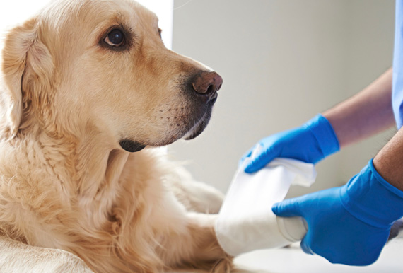 Seguros para Mascotas UY